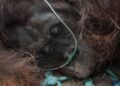 Menhut Tekankan Kecepatan Rescue Orangutan Terdampak Karhutla, Terlambat Bisa Fatal
