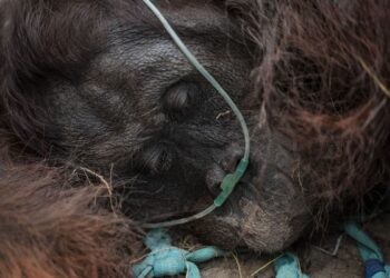 Menhut Tekankan Kecepatan Rescue Orangutan Terdampak Karhutla, Terlambat Bisa Fatal