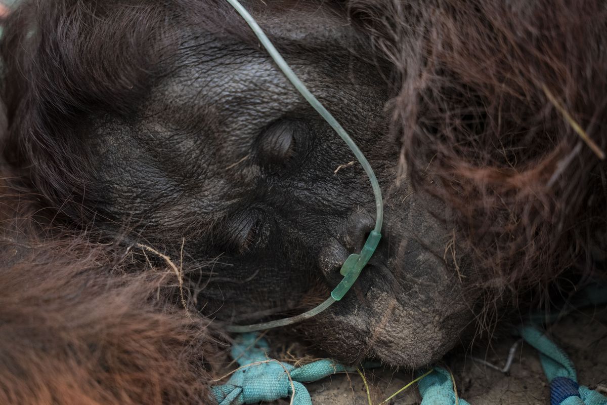 Menhut Tekankan Kecepatan Rescue Orangutan Terdampak Karhutla, Terlambat Bisa Fatal