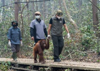 Kemenhut Buka Call Center Penyelamatan Satwa Terdampak Karhutla, Ini Nomornya