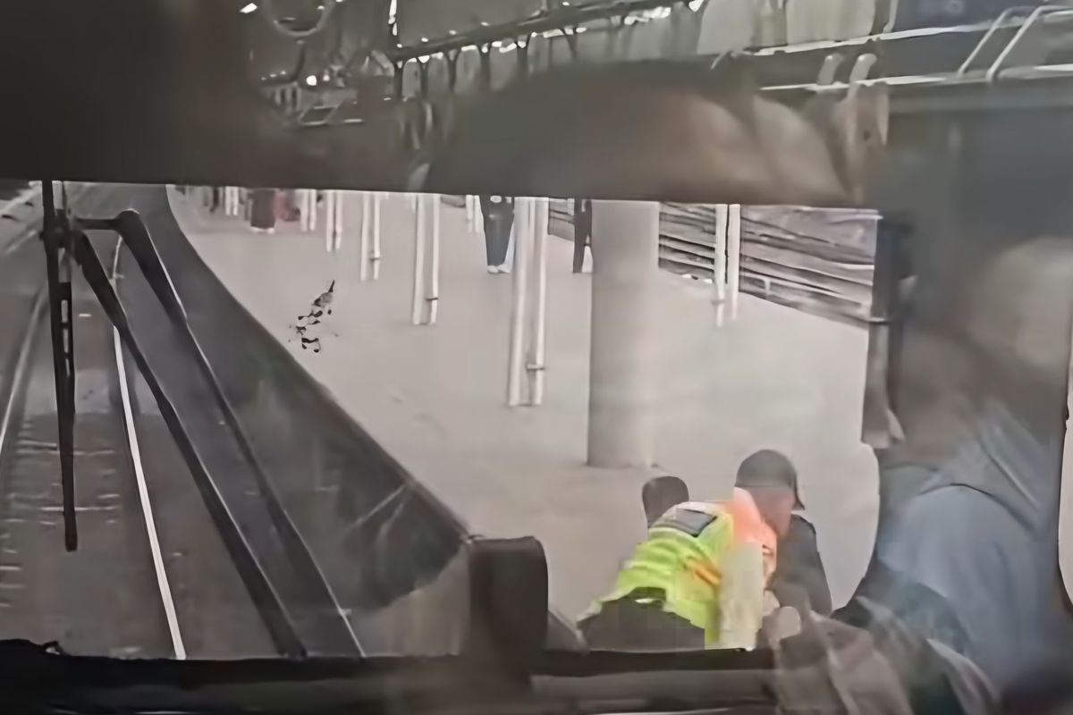Pria Lompat ke Rel Stasiun Tanah Abang, Nyaris Tertabrak KRL 2 Pria Lompat ke Rel Stasiun Tanah Abang, Nyaris Tertabrak KRL