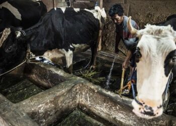Pemerintah Siapkan Rp17 Triliun Bangun Ekosistem Peternakan Terintegrasi