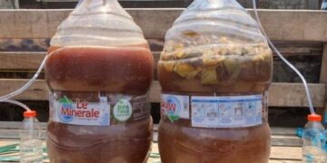 Universitas Brawijaya Ubah Eceng Gondok DAS Brantas Jadi Probiotik dan Ecoenzyme