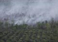 123,2 Hektare Lahan di Raja Ampat Terbakar akibat Karhutla, Api Berhasil Dipadamkan
