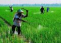 Ketika Pupuk Lebih Cepat Sampai ke Petani, Harapan Swasembada Pangan Menguat