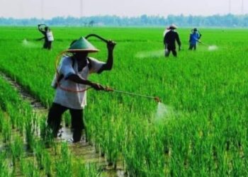 Ketika Pupuk Lebih Cepat Sampai ke Petani, Harapan Swasembada Pangan Menguat